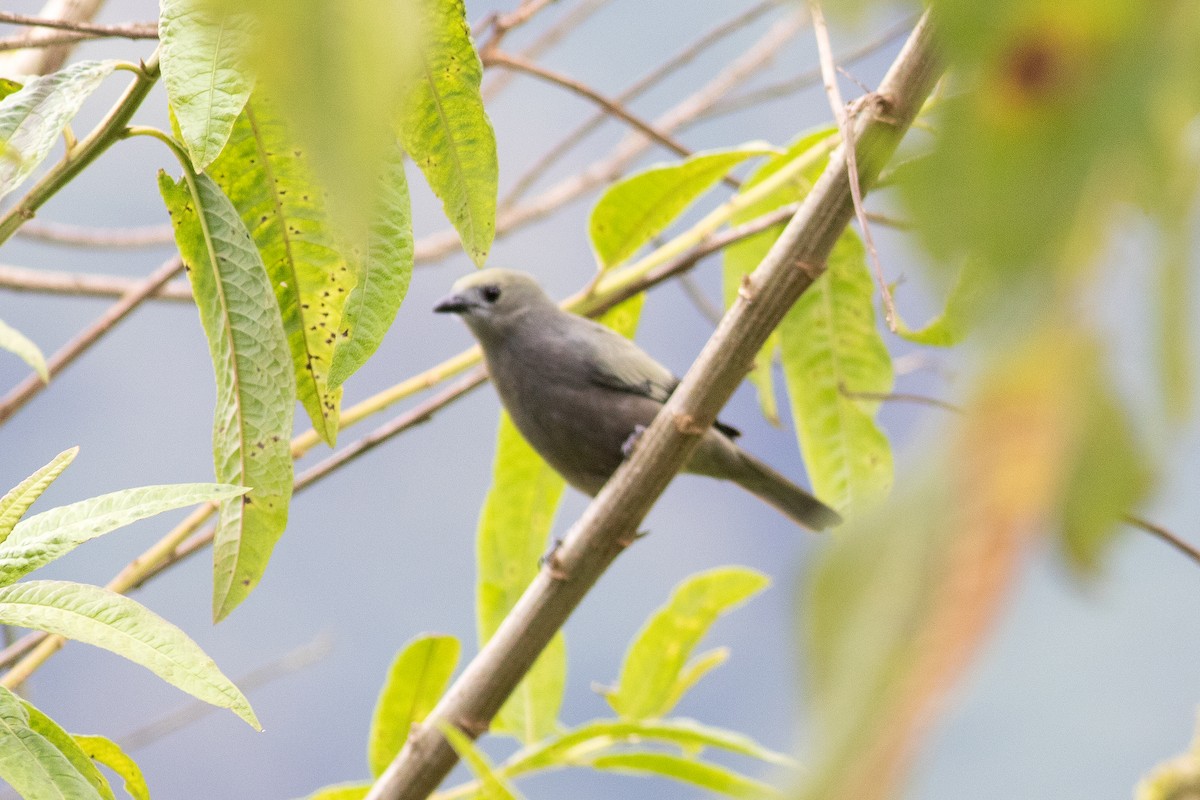 Palm Tanager - ML352215681