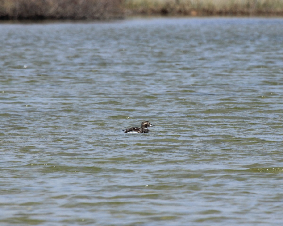 Long-tailed Duck - ML35221771