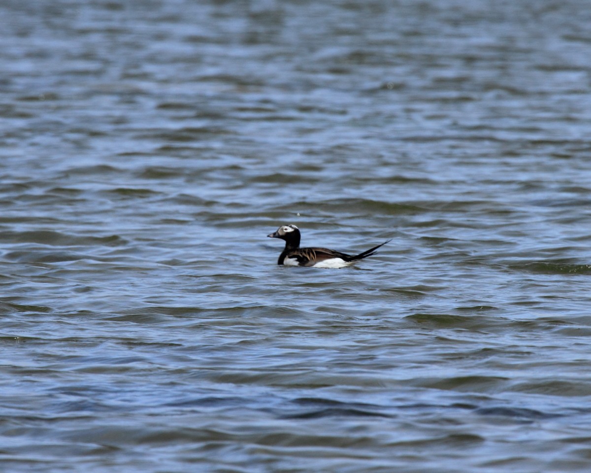 Long-tailed Duck - ML35221781