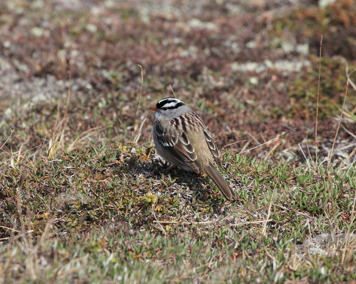 White-crowned Sparrow - ML35221861
