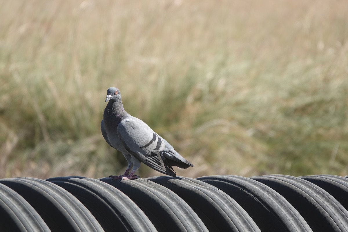 Rock Pigeon (Feral Pigeon) - ML352223141