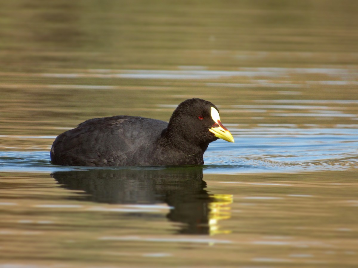Red-gartered Coot - ML352229651