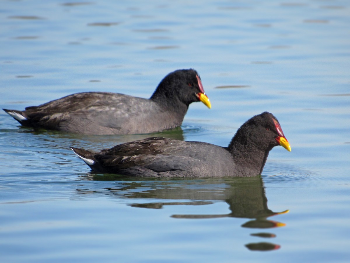 Red-fronted Coot - Alasco López