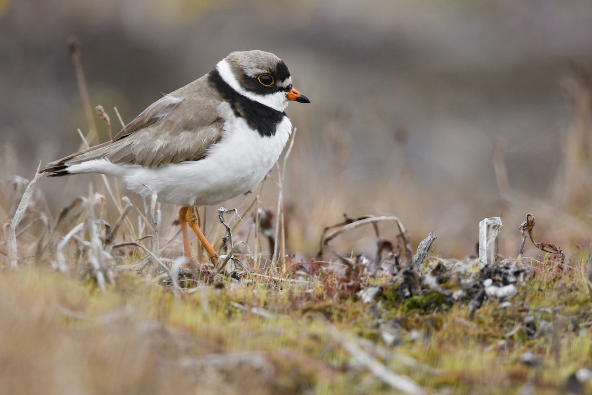 Semipalmated Plover - ML352241071