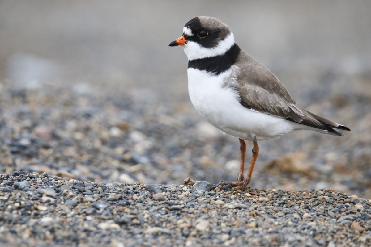 Semipalmated Plover - ML352241091