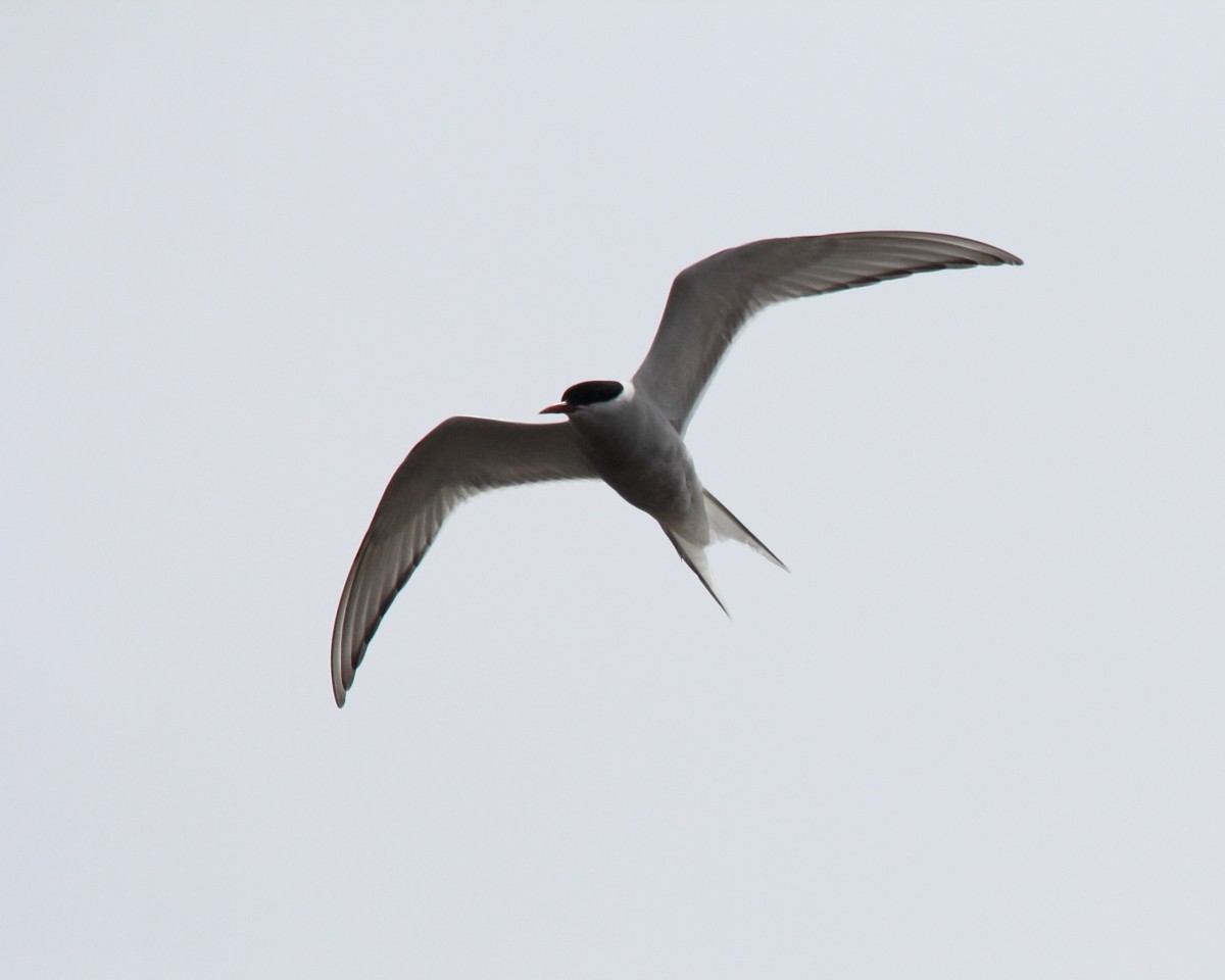 Arctic Tern - ML35224751