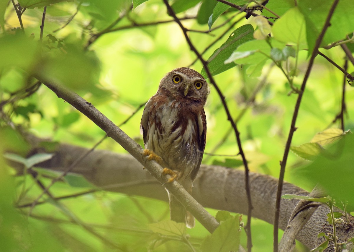 Colima Pygmy-Owl - ML352250381