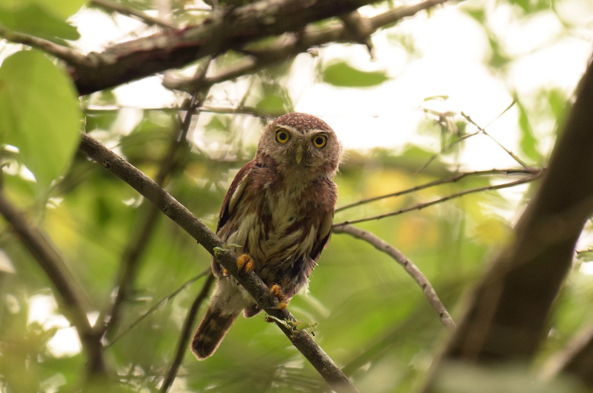 Colima Pygmy-Owl - ML352250481