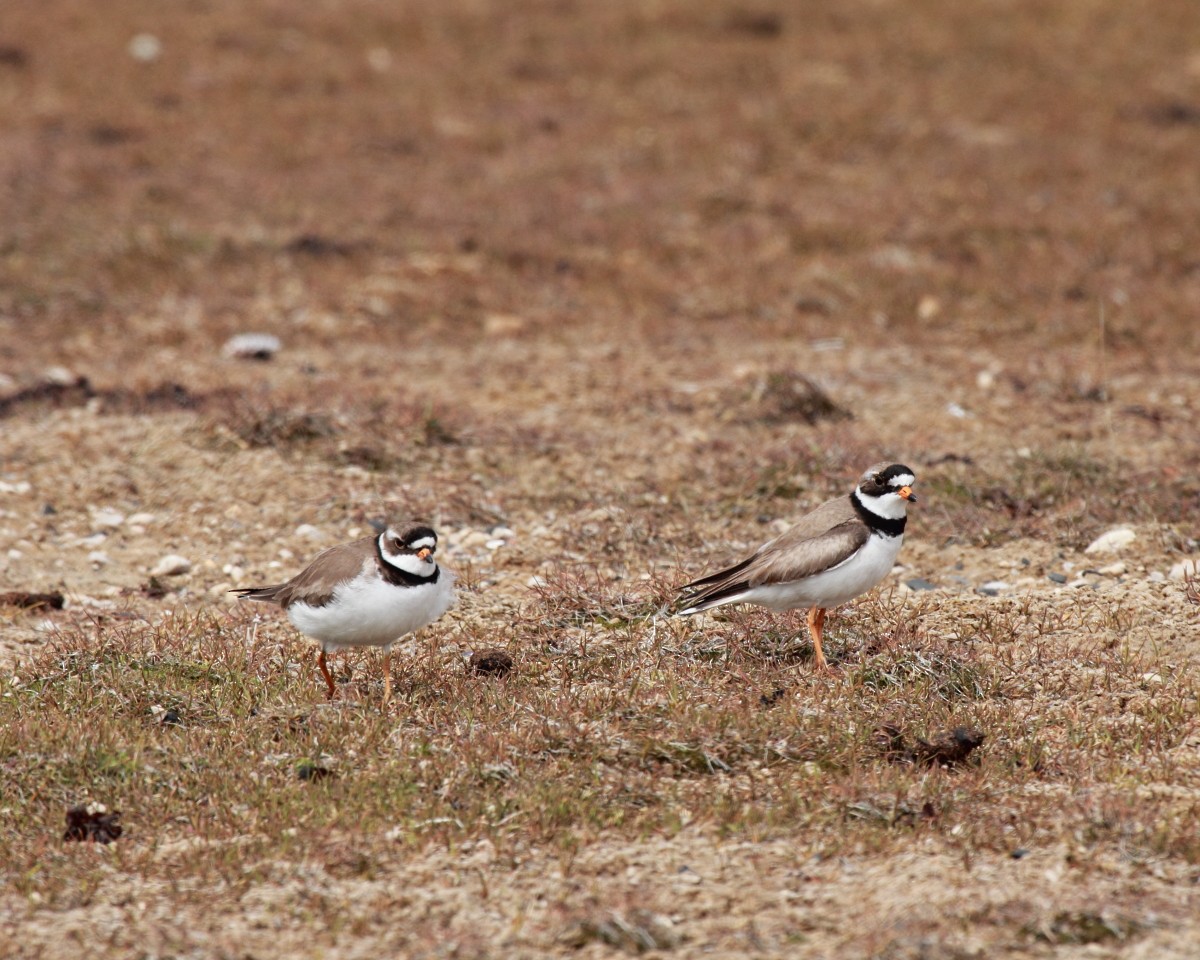 Semipalmated Plover - ML35225241