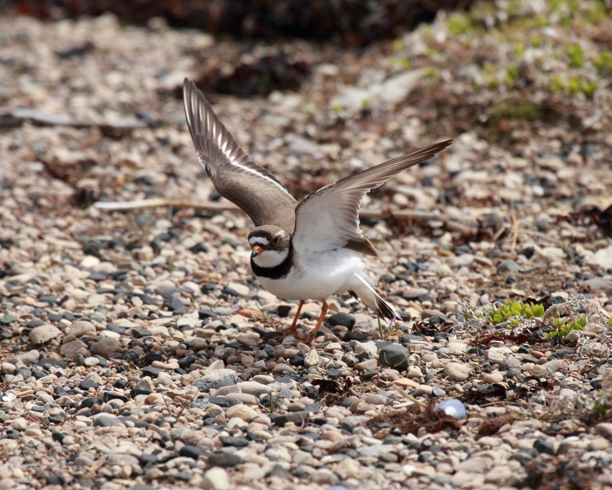 Semipalmated Plover - Mike V.A. Burrell