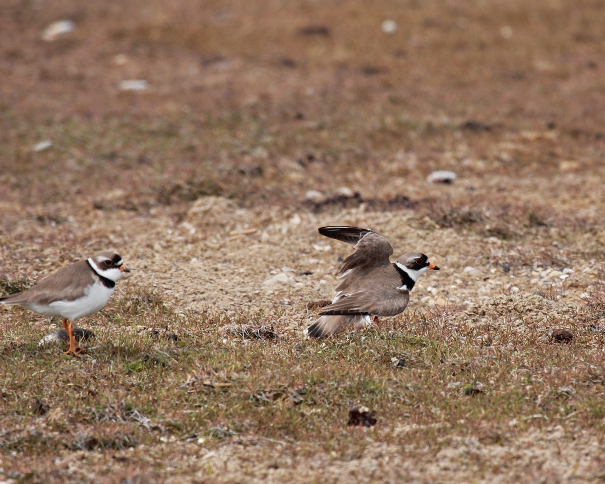 Semipalmated Plover - ML35225261