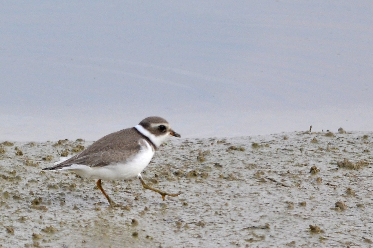 Semipalmated Plover - Vern Faber