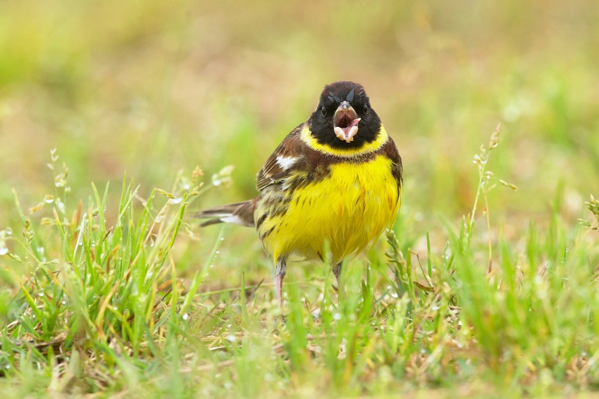 Yellow-breasted Bunting - ML352258881