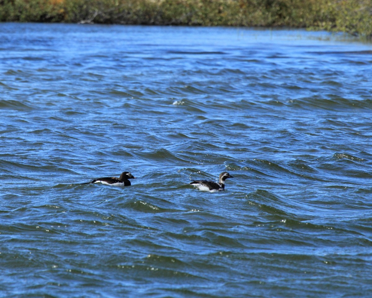 Long-tailed Duck - ML35226121