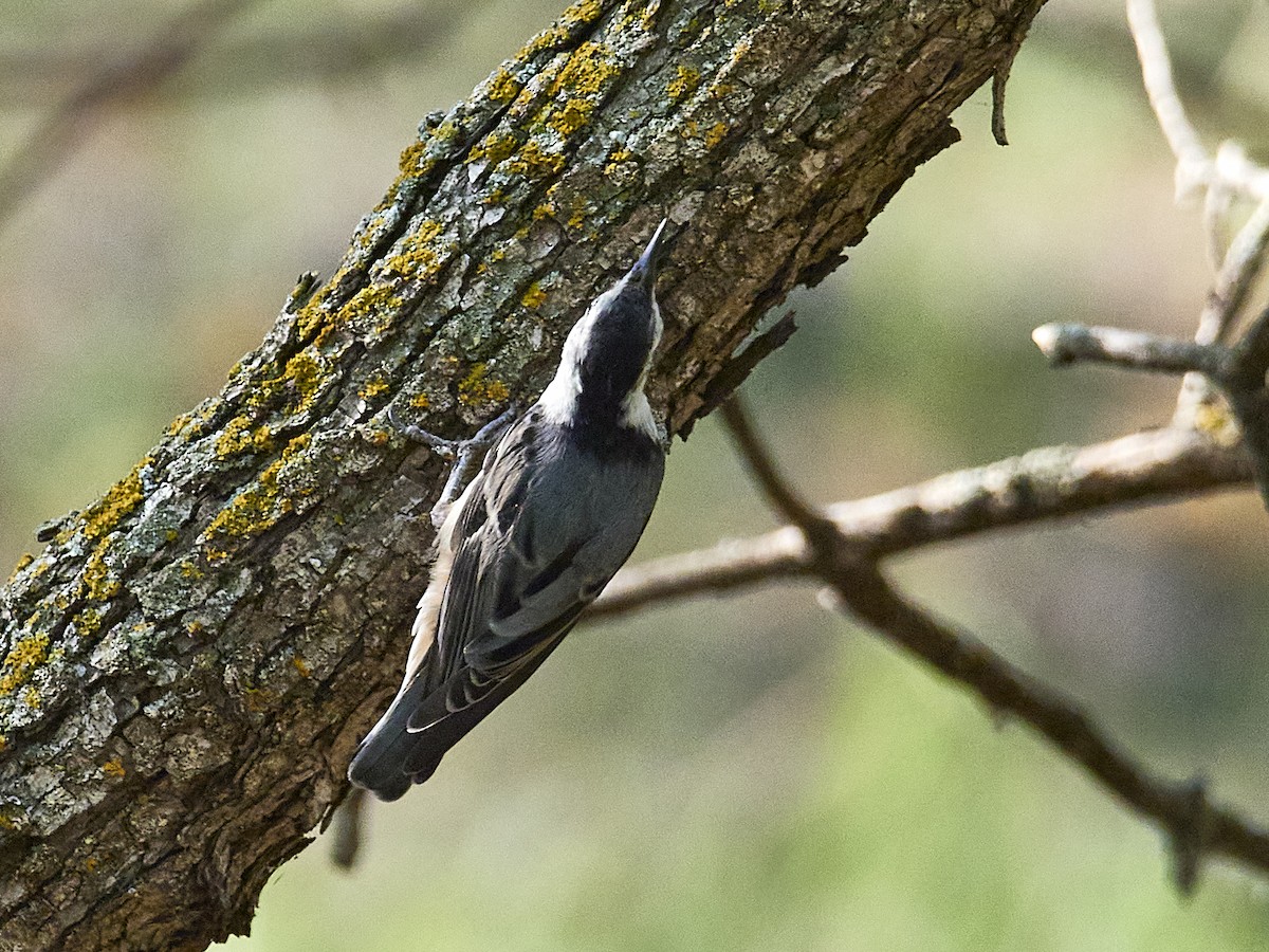 White-breasted Nuthatch - Jorge Wolf