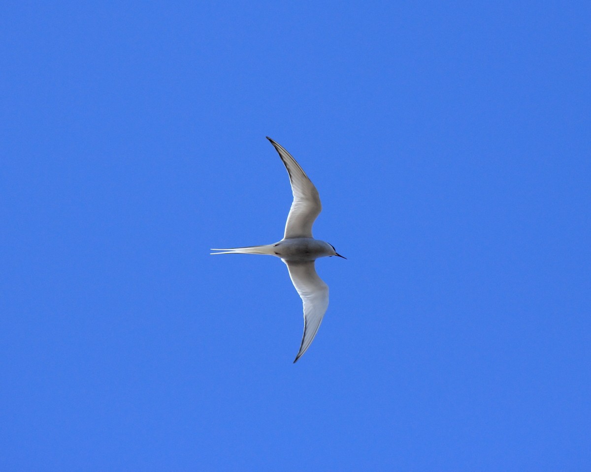 Arctic Tern - ML35226201