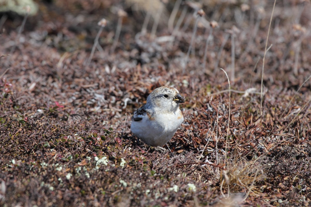 Snow Bunting - Mike V.A. Burrell