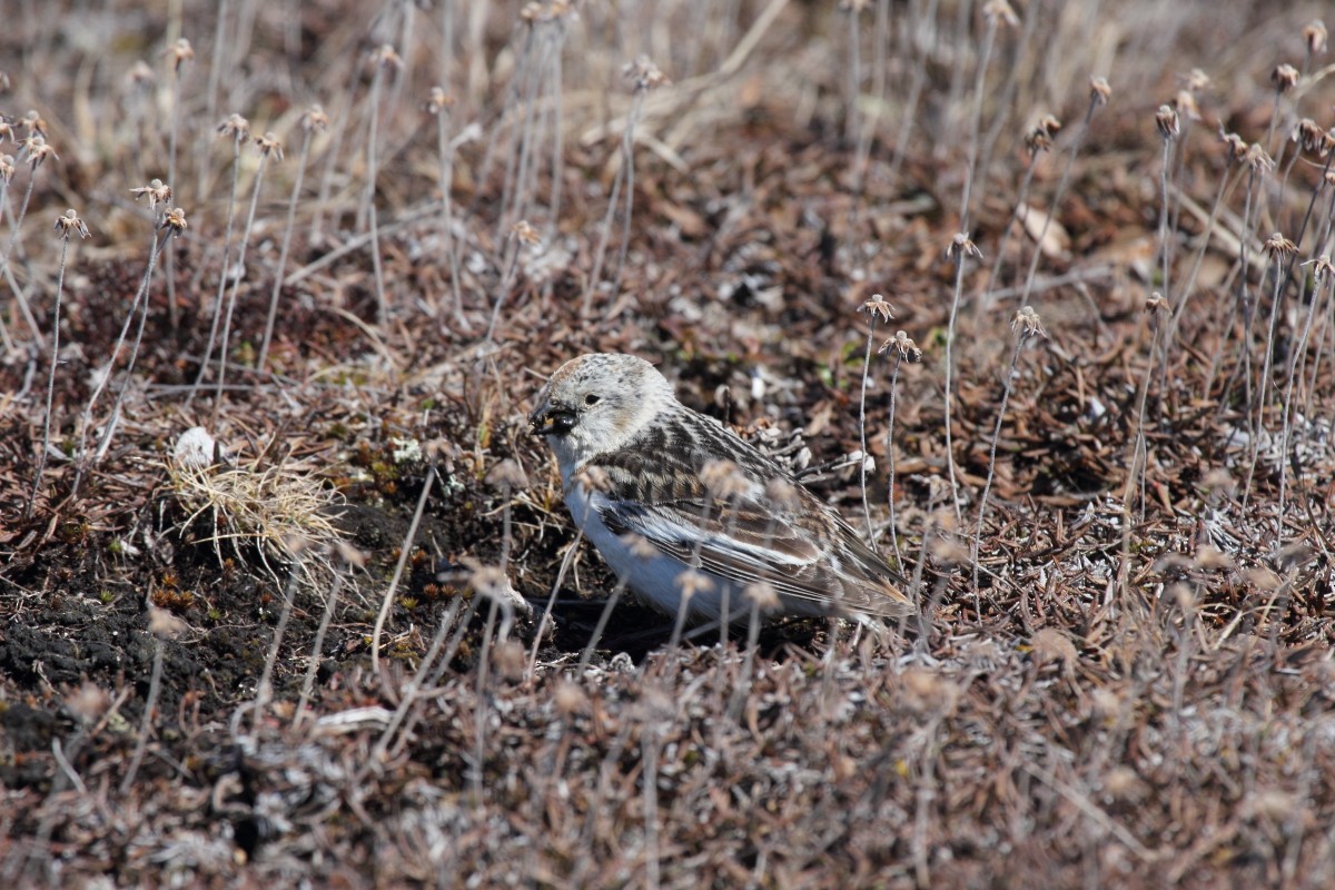Snow Bunting - Mike V.A. Burrell