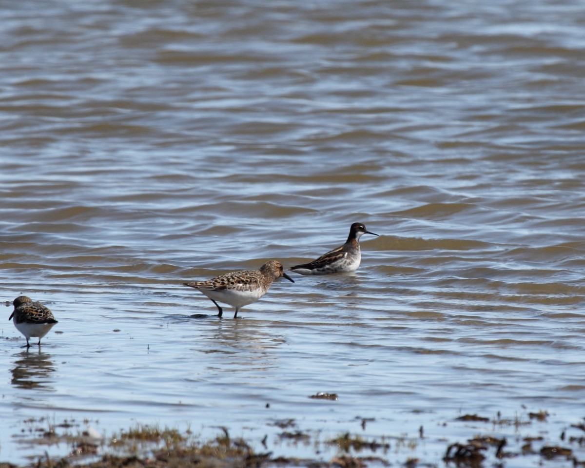Red-necked Phalarope - Mike V.A. Burrell