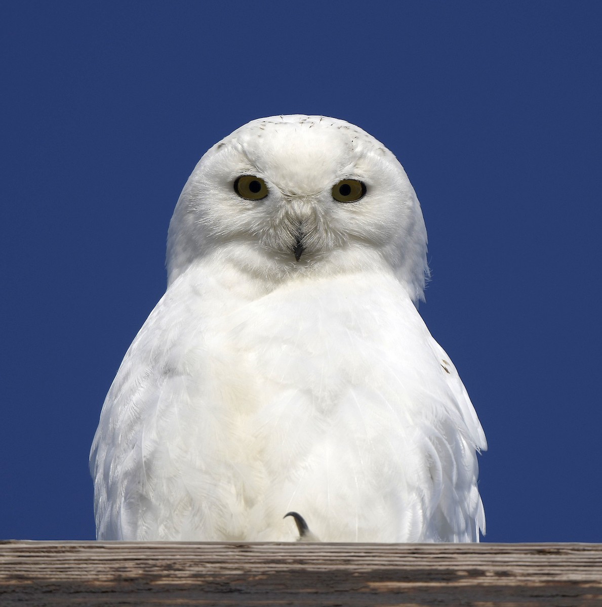 Snowy Owl - ML352266351