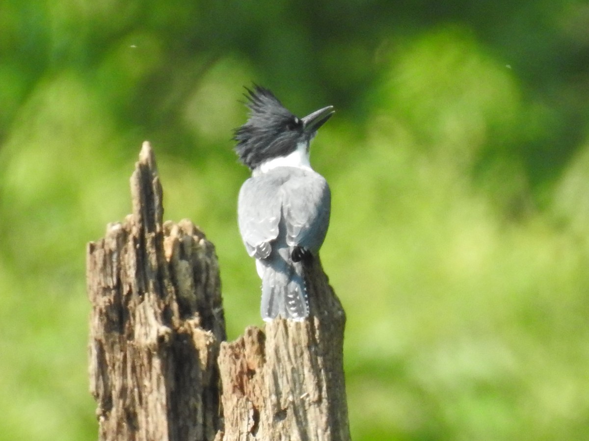 Belted Kingfisher - ML352266961