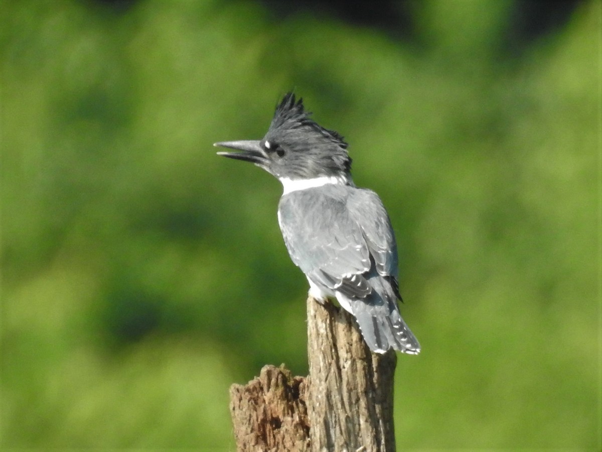 Belted Kingfisher - ML352266991