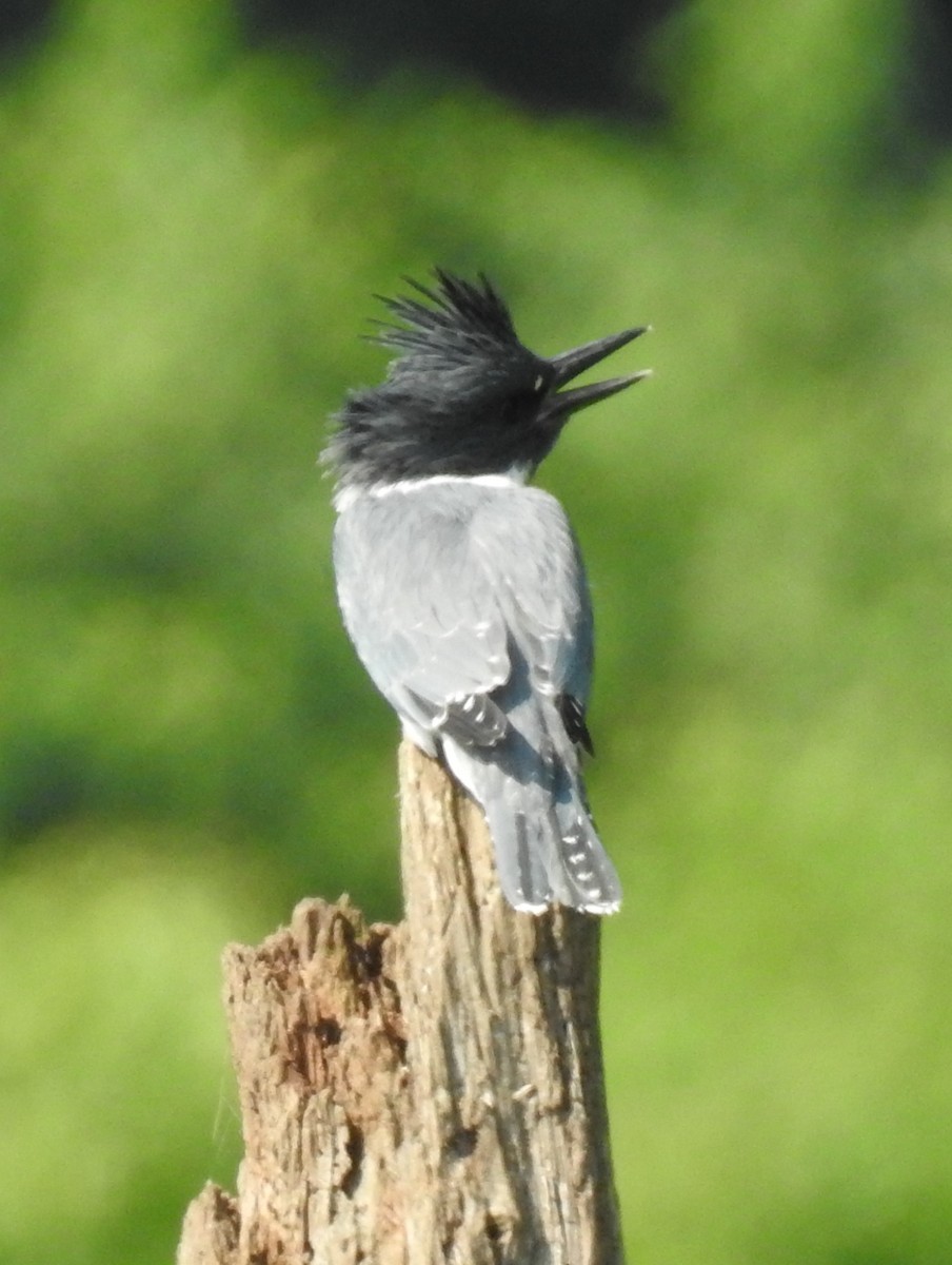 Belted Kingfisher - ML352267001