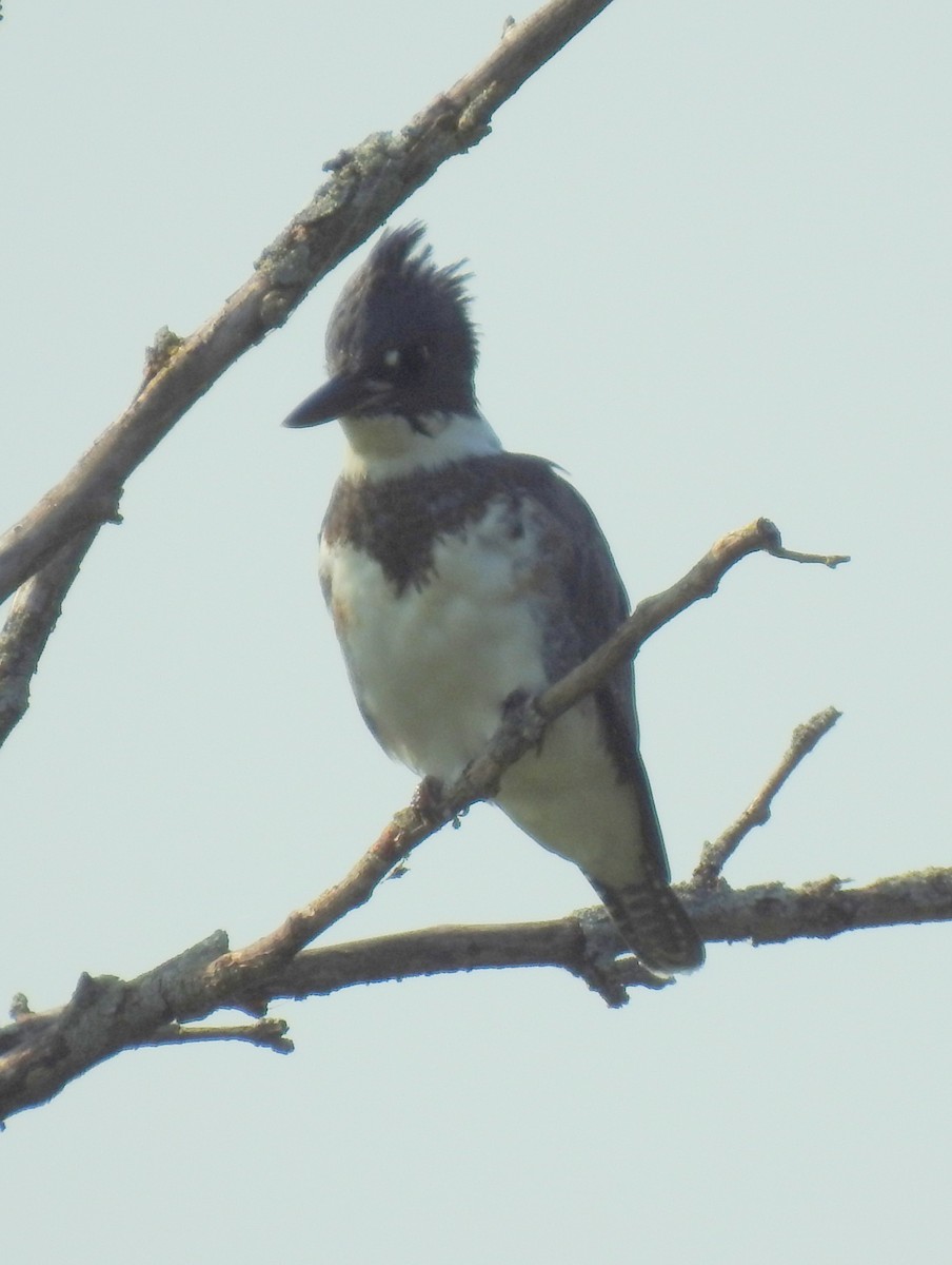 Belted Kingfisher - ML352267021