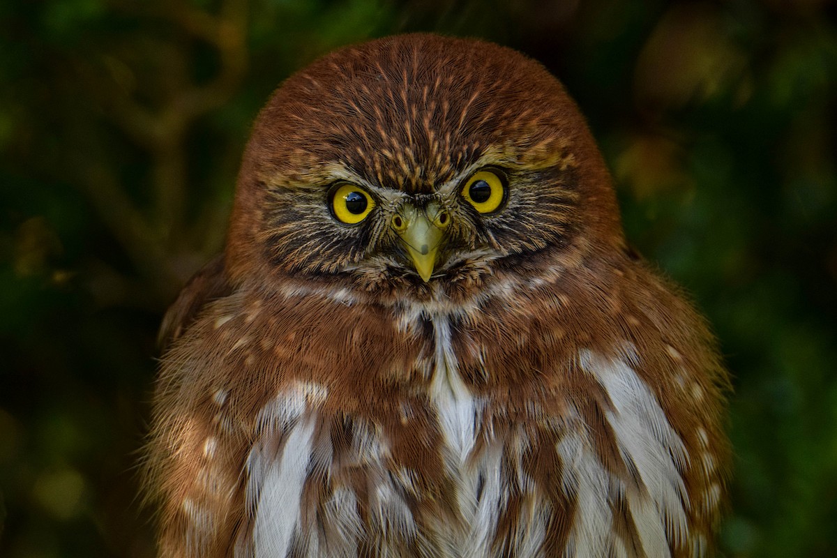 Austral Pygmy-Owl - ML352267141