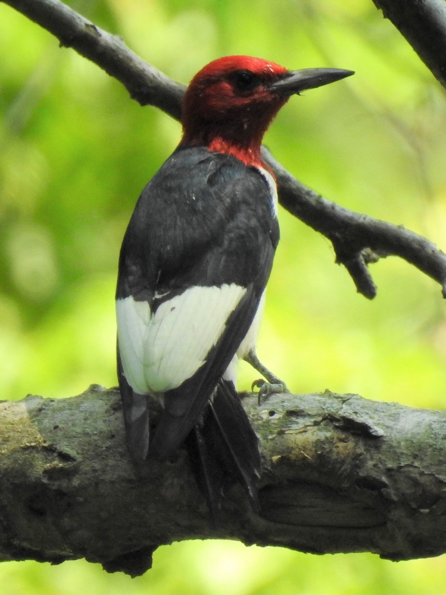Red-headed Woodpecker - ML352267851