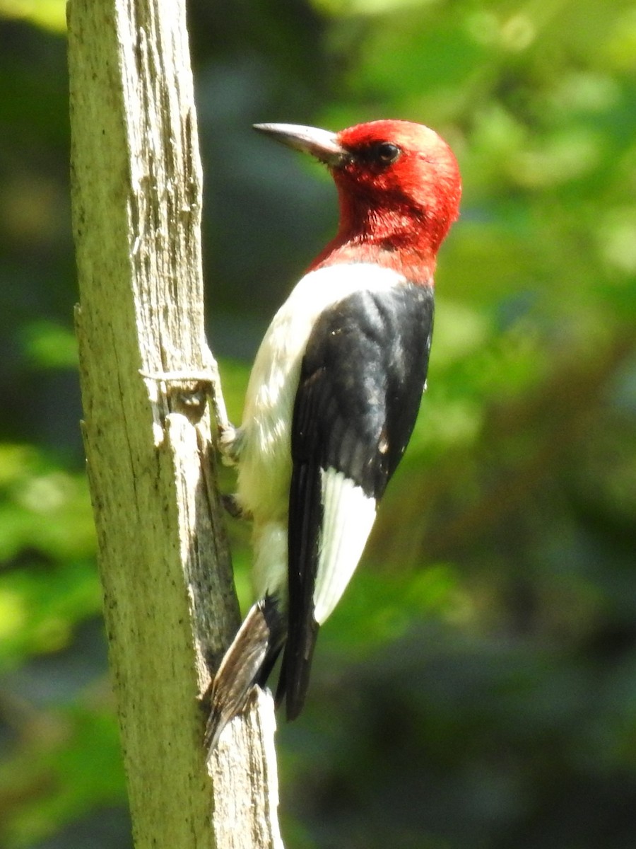 Red-headed Woodpecker - Chris Wiles