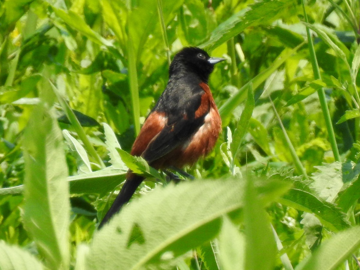 Orchard Oriole - ML352268201