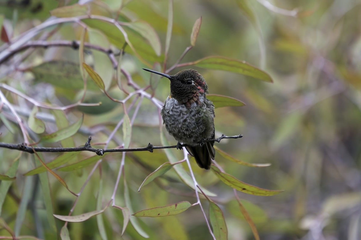 Anna's Hummingbird - ML352268971