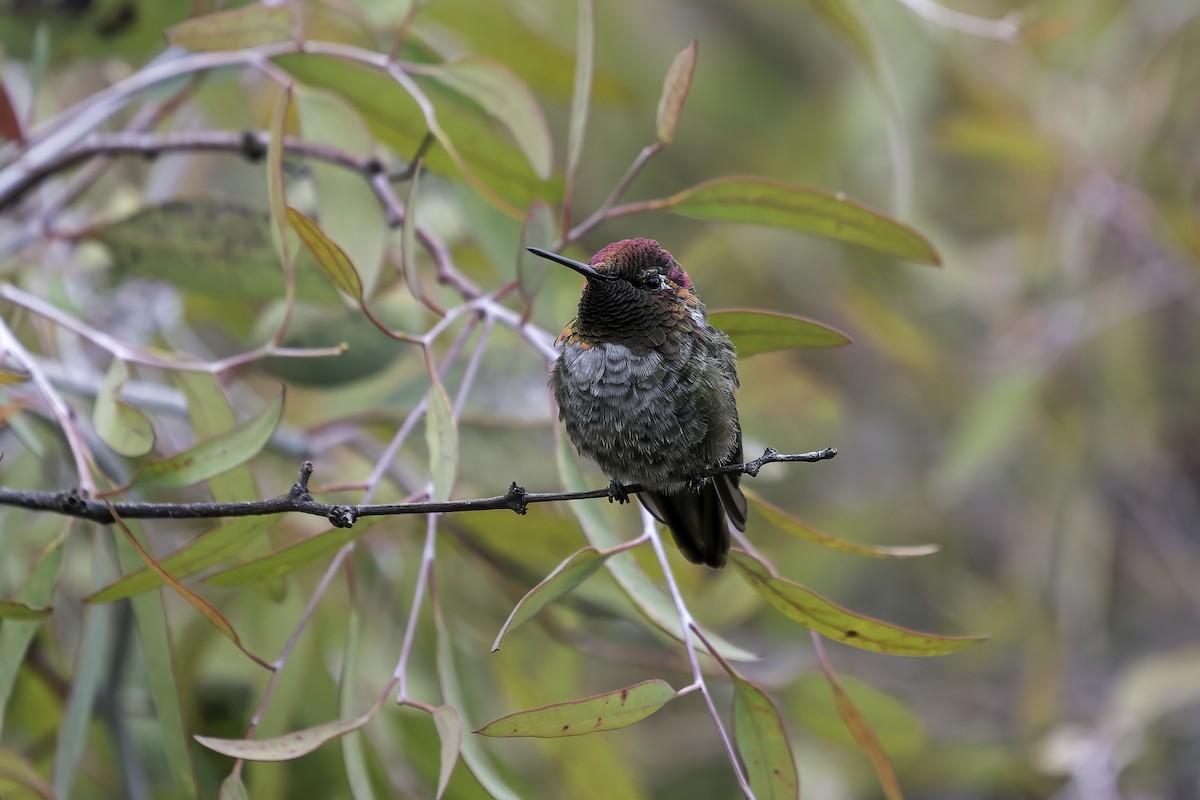 Anna's Hummingbird - ML352268981