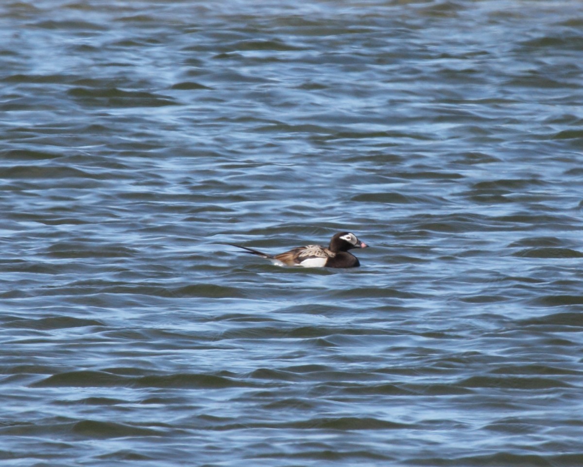 Long-tailed Duck - ML35226971