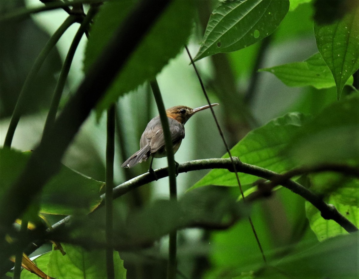 Long-billed Gnatwren - Josue  de León Lux (Birding Guide) josuedeleonlux@gmail.com +502 3068 8988