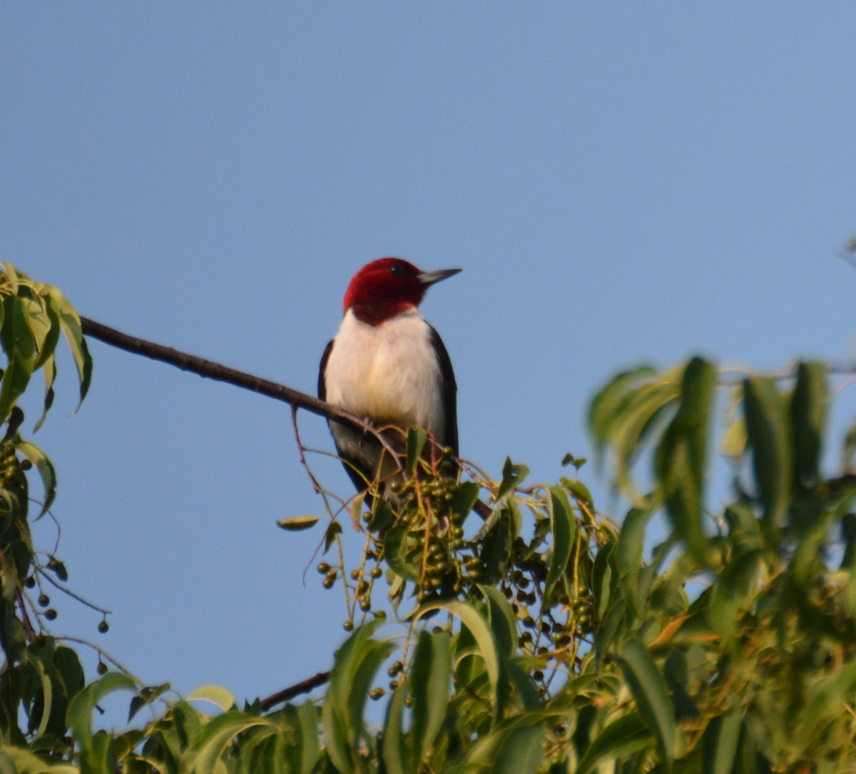 Red-headed Woodpecker - Doug Overacker