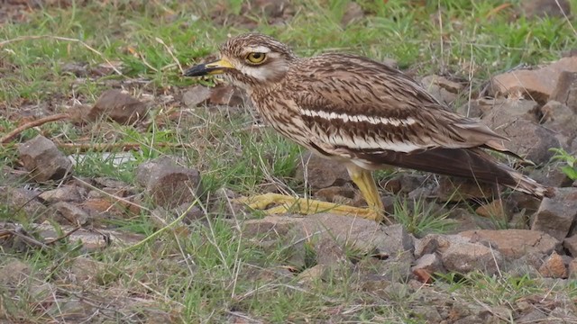 Indian Thick-knee - ML352278711