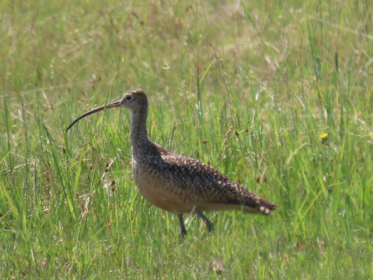 Long-billed Curlew - Mike Nelson