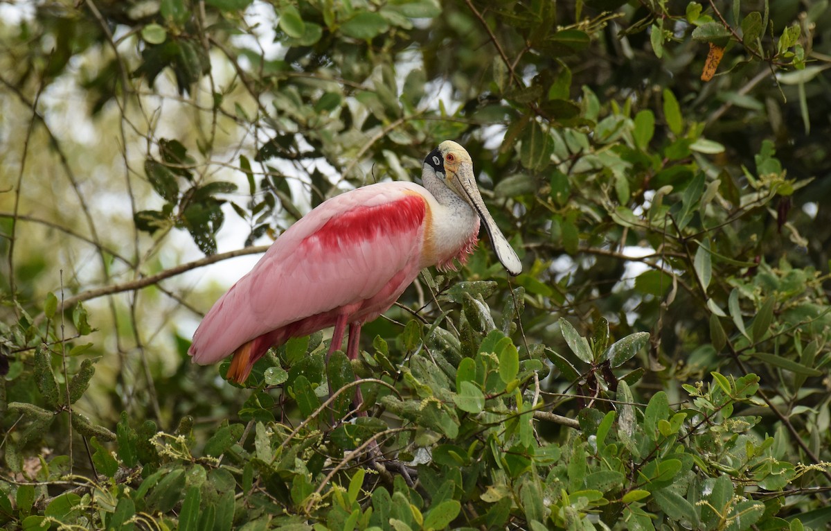 Roseate Spoonbill - Ryan O'Donnell