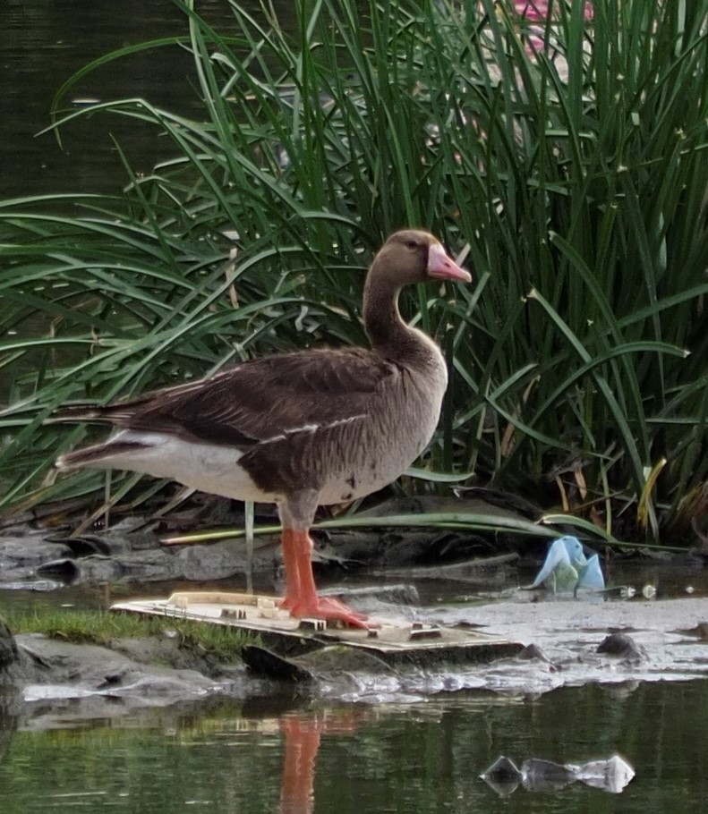 Greater White-fronted Goose - ML352284141