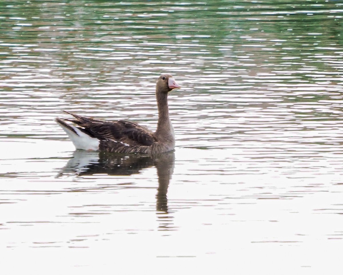 Greater White-fronted Goose - ML352284241