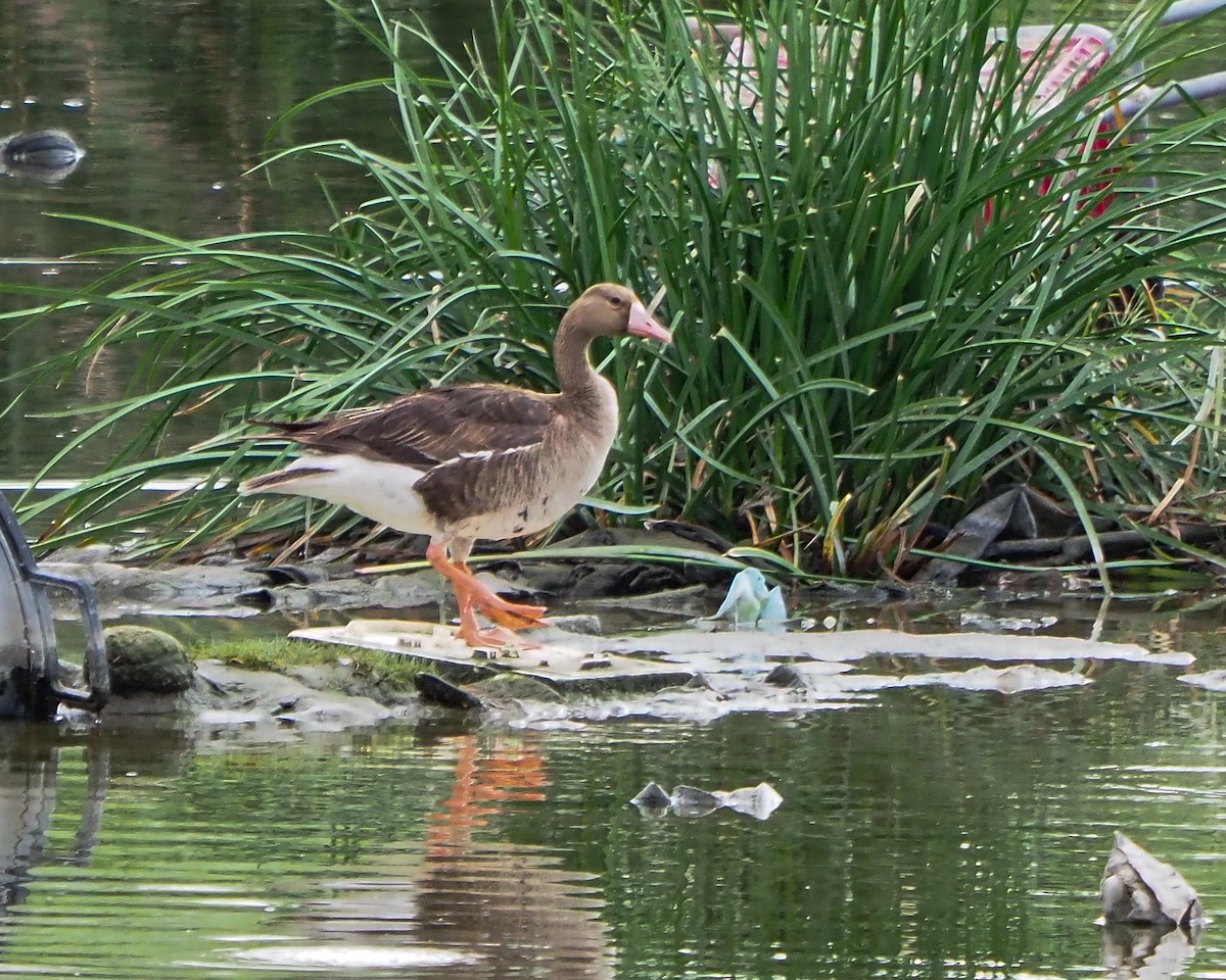 Greater White-fronted Goose - ML352284261