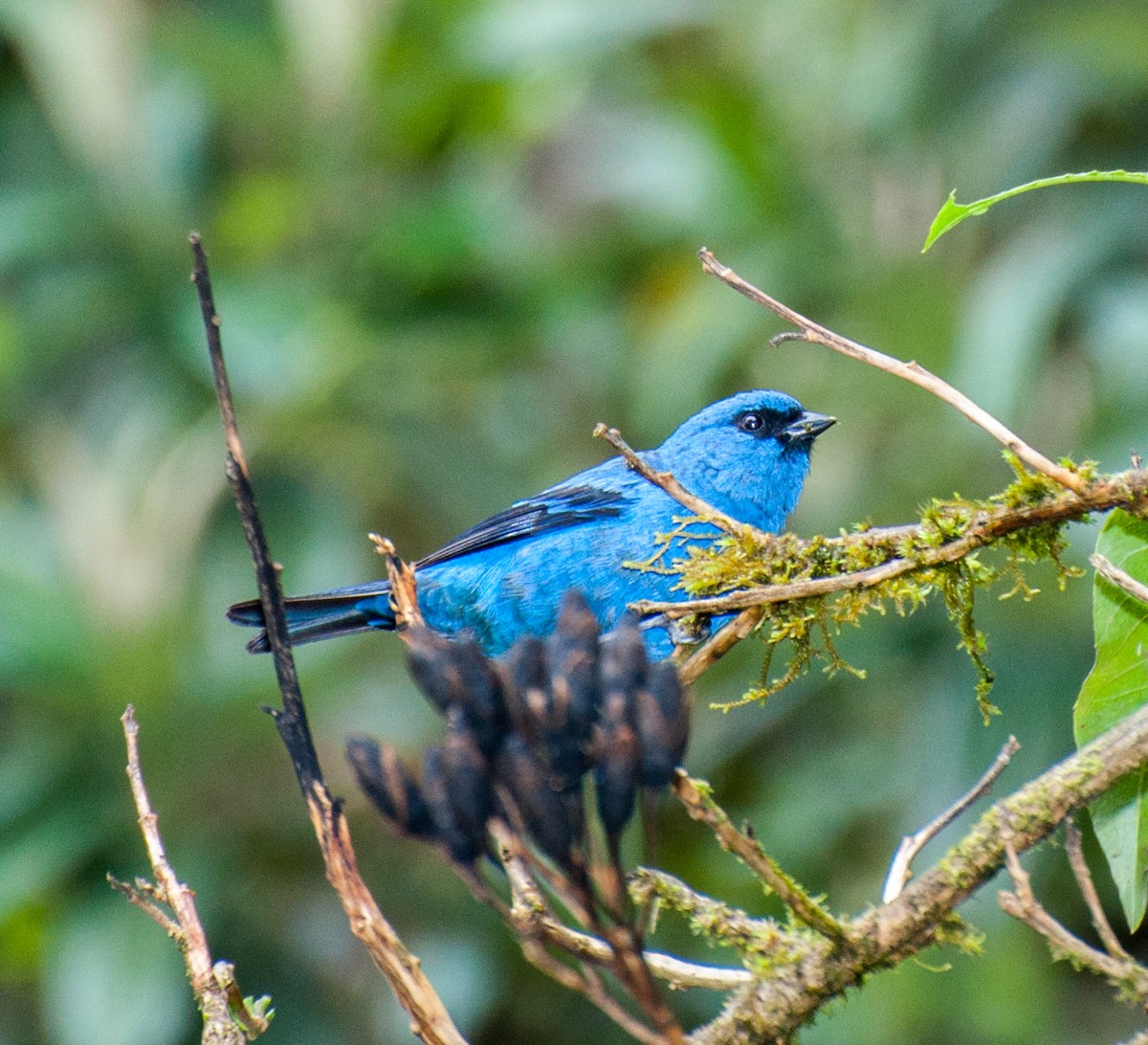 Blue-and-black Tanager - Nic Allen