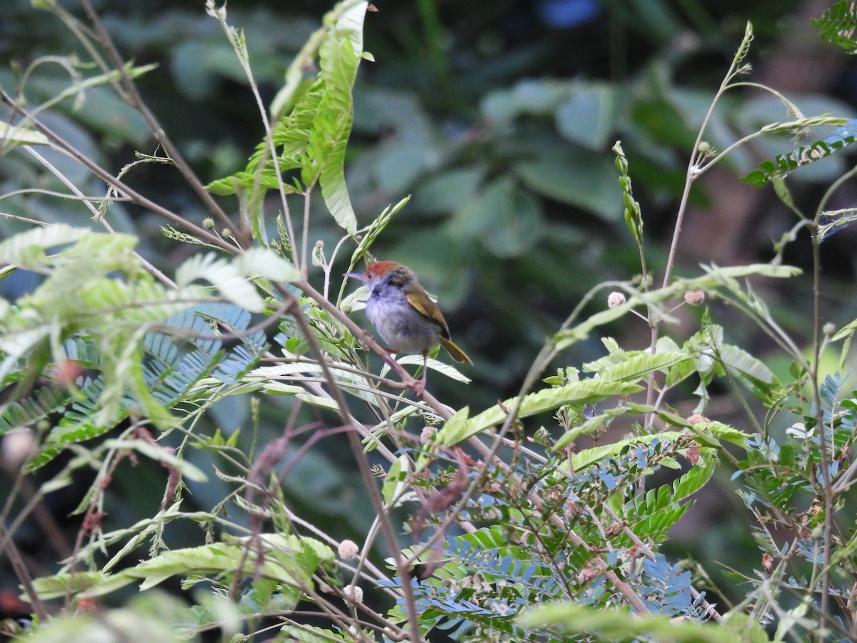 Dark-necked Tailorbird - ML352289761