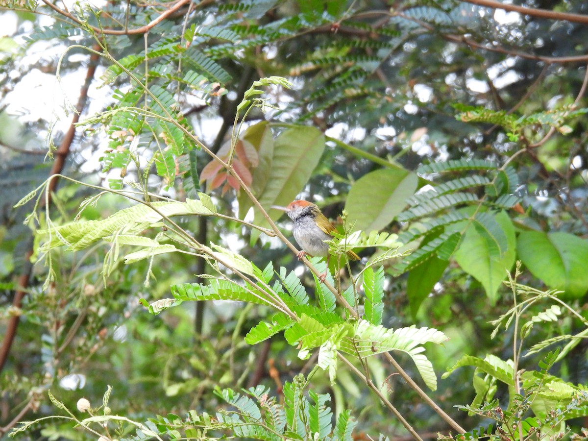 Dark-necked Tailorbird - ML352289821
