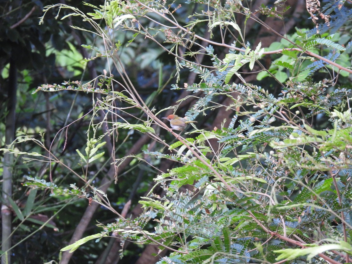 Dark-necked Tailorbird - ML352289851