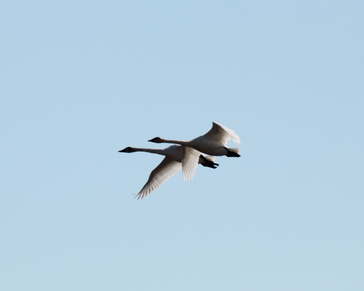 Tundra Swan (Whistling) - ML35229051