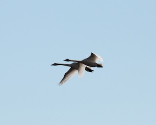 Tundra Swan (Whistling), ML35229051