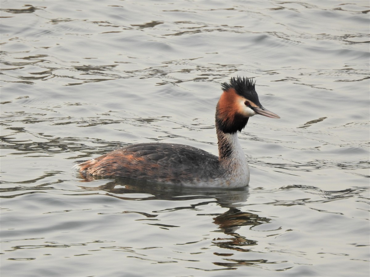Great Crested Grebe - ML352294781